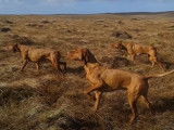 Présentation de Vizsla à poil court en position d'arrêt