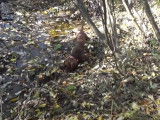 Un Sussex Spaniel à la chasse à la bécasse