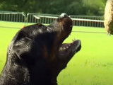 Présentation du Rottweiler au travail