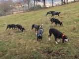 Une meute de Petits Bleus de Gascogne au travail