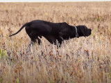 Un magnifique Pointer noir en action