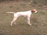 Un reportage sur le Pointer, chien de chasse