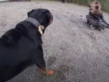 Test de l'ours pour un Rottweiler