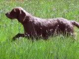 Un Pudelpointer se rapproche de sa proie puis marque l'arrêt
