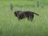 Entraînement d'un Pudelpointer pour un test de chasse