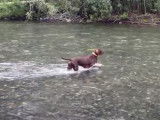 Un Pudelpointer en pleine chasse au saumon