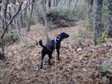 Un Plott Hound dans les bois
