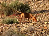 Un Podenco Canario en quête de gibier