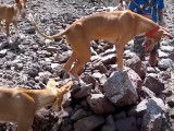 Chasse avec une meute de Podenco Canario et un furet