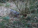 Un Perdiguero de Burgos chasse dans les bois