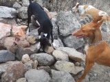 Chasse au lièvre avec une meute de Podenco Canario