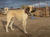 Le Mastiff d'Anatolie, un redoutable chien de garde turc