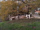 Des Mâtin des Pyrénées très vigilants pour protéger la maison