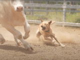 Chiens de travail australiens : les Kelpies en action