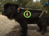 Travail d'une chienne Terre Neuve au championnat de France de sauvetage en eau douce