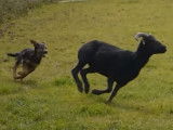 Des jeunes New Zealand Sheepdog au travail