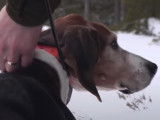 Une journée à la chasse avec un Chien Courant Finlandais