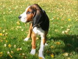 Un Chien Courant Finlandais et un lièvre
