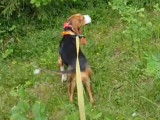 Un Chien Courant Finlandais suit une piste