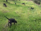 Cinq Chiens Courants Grecs à la recherche d'une piste