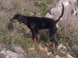 Chasse au lièvre avec des Chiens Courants grecs