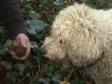 La passion de la truffe et du cavage