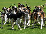 Une meute de chien de chasse dans un jardin