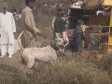 Les combats de chiens au Pakistan : populaires malgré leur illégalité