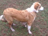 Une English Shepherd dirige un troupeau de moutons