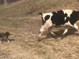 Ce Texas Heeler dirige une vache dans la ferme