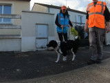 Un Border Collie Britt apprend à faire du mantrailing