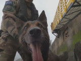 Des chiens soldats dans l'armée française
