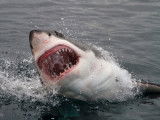 Un grand requin blanc ayant la gueule ouverte