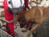 Les chiens de recherche des sapeur-pompiers de Paris