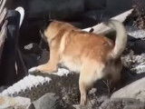 Démonstration d'un chien sauveteur en décombres
