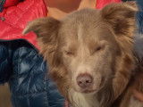 Un Border Collie chien d'avalanche et sa maîtresse
