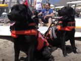 Démonstration de sauvetage en mer par des Labradors