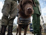 Chien brun démineur entre deux militaires