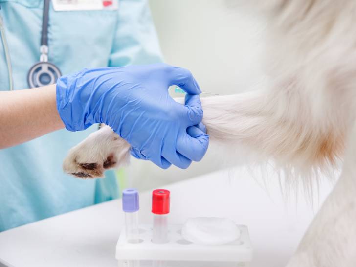 Chien de laboratoire se faisant piquer