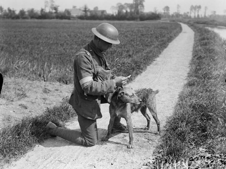 Un militaire lisant un message transporté par un chien messager