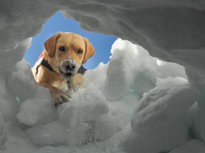 Les chiens de recherche de victimes d'avalanche