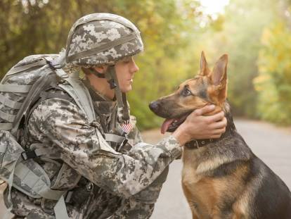 Un chien Malinois et un militaire face à face