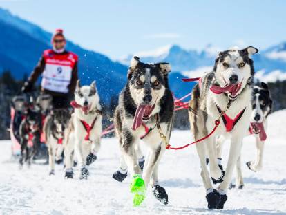 Des chiens de traîneau heureux courent dans la neige