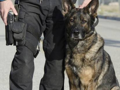 Les chiens policiers renifleurs : drogue, explosifs, faux billets, personnes disparues...