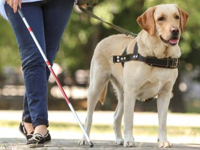 Les chiens guides d’aveugles : histoire, sélection, formation...