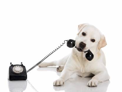 Le chien capable de téléphoner aux secours pour sauver son maitre