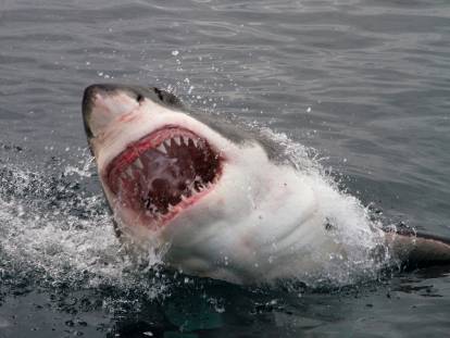 Un grand requin blanc ayant la gueule ouverte