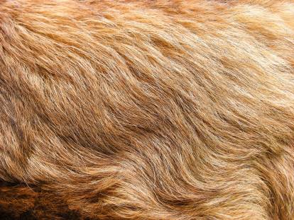 Le pelage d'un chien au poil doré