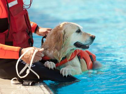 Un Labrador nageur équipé d'un gilet de sauvetage