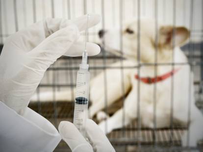 Un chien de laboratoire craignant une injection